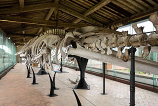 Galleria dei Cetacei